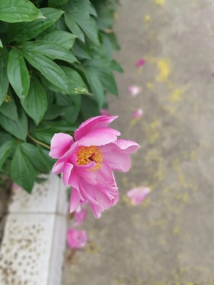 桐花鄉最新動態，發展與變遷中的鄉村魅力