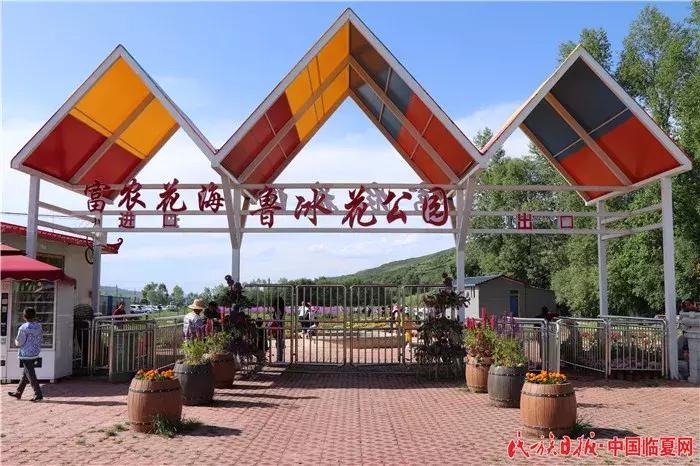虞美人最新風(fēng)采，綻放的美麗與獨(dú)特的魅力