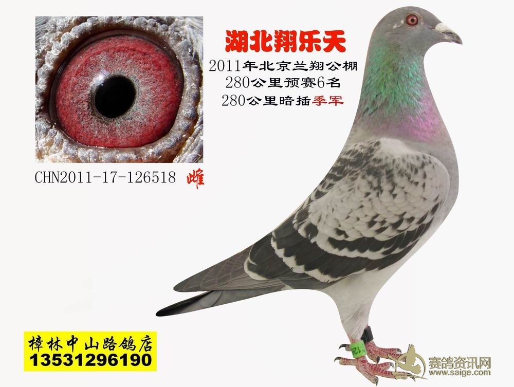 鴿子術最新發展與應用