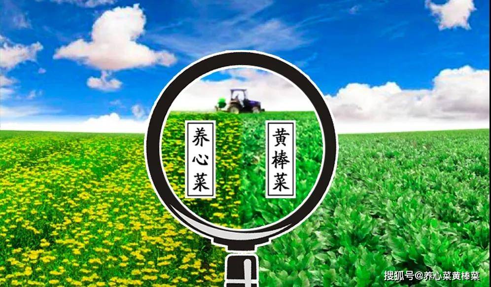 探索未來跑狗圖，2024年新版跑狗圖7777788888的獨特魅力