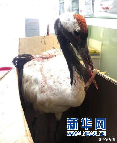 新澳門四不像鳳凰版鳳凰，揭示違法犯罪問題的重要性